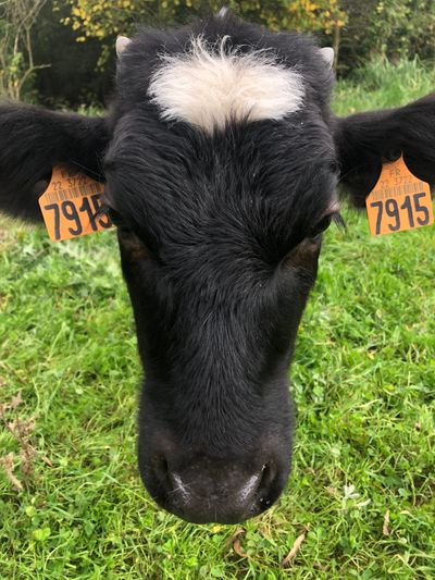 Les Laits dont le Lait de Chèvre Maison