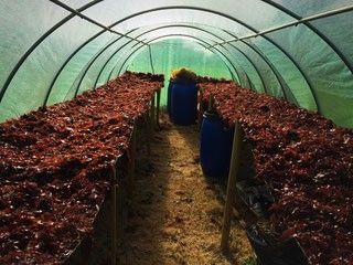 Les Algues Bretonnes et Bio