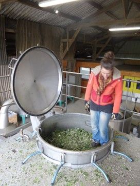 Les Huiles Essentielles